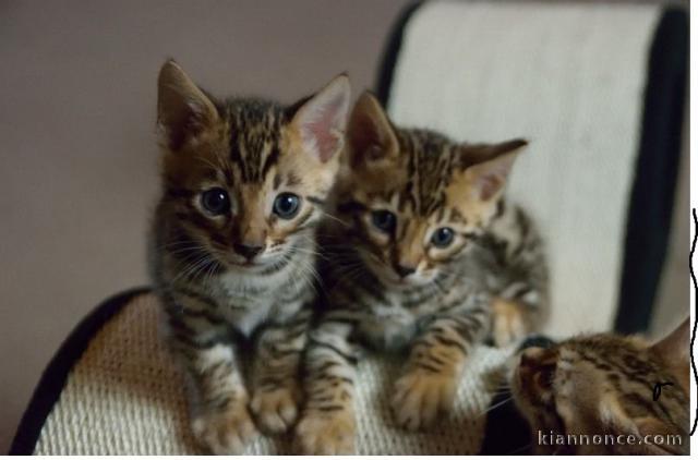 Chatons Bengale à donner