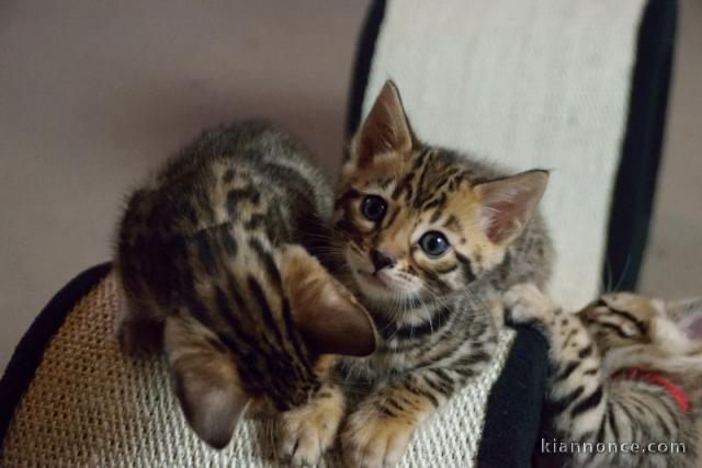 Chatons Bengale à donner