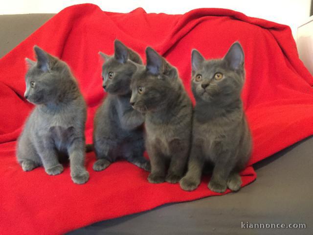 Adorable Chatons Chartreux à donner