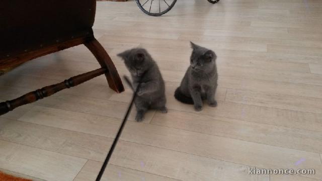 Adorable Chatons Chartreux à donner