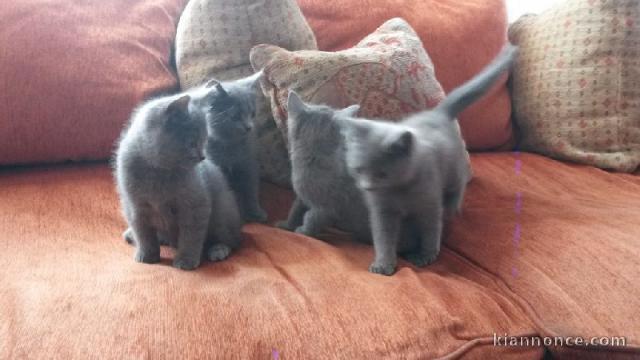 Adorable Chatons Chartreux à donner