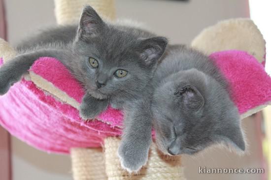 Adorable Chatons Chartreux à donner