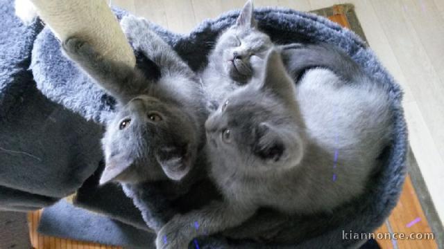 Adorable Chatons Chartreux à donner