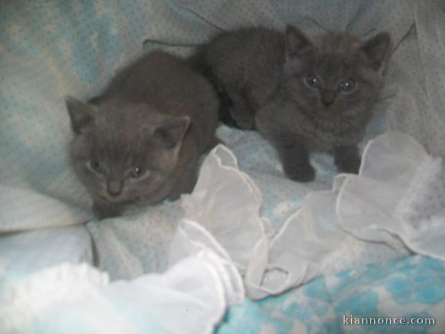 Adorable Chatons Chartreux à donner