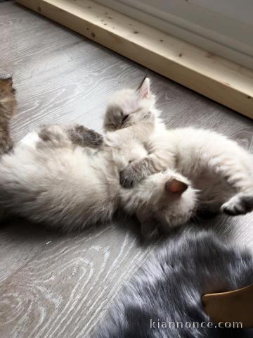 Chatons Siberien à donner pour adoption