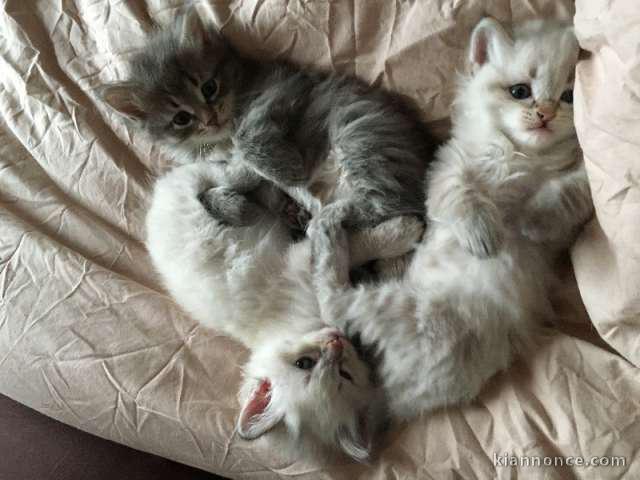 Chatons Siberien à donner pour adoption