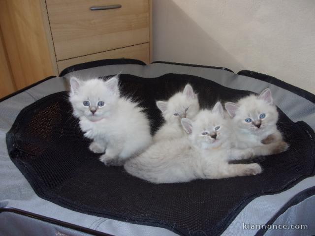 Chatons Siberien à donner pour adoption