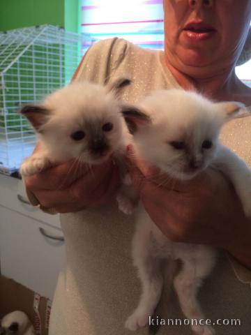 Chatons Sacré De Birmanie sont  disponibles en Don