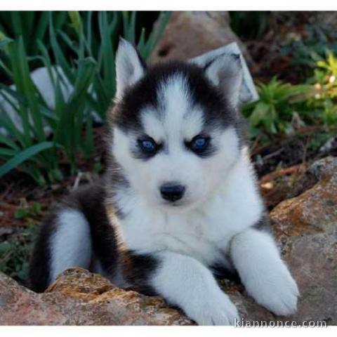 Superbe chiots Husky Sibérien a donner 1 femelle et 2 mâles