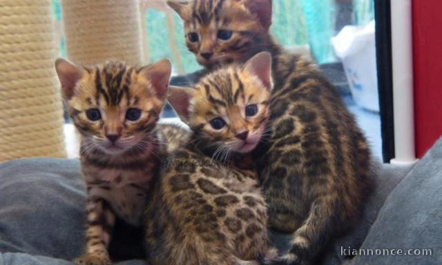 A Donner Chaton bengal