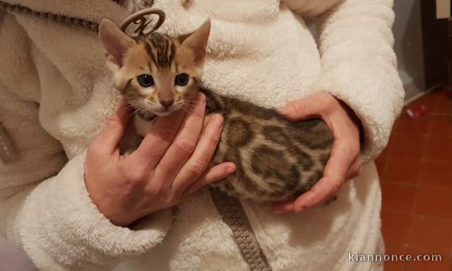 A Donner Chaton bengal