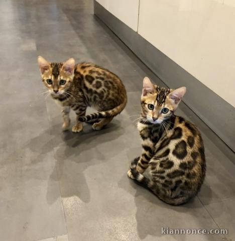 A Donner Chaton bengal