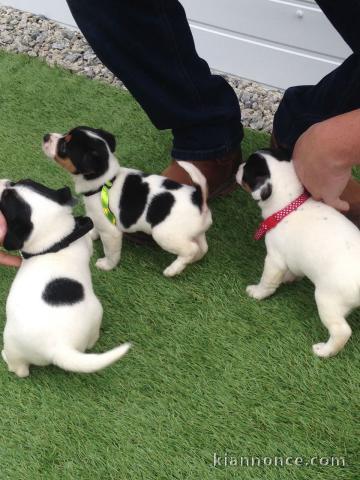 Magnifique chiot type jack russel