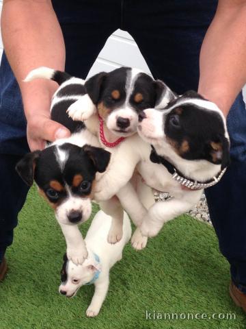 Magnifique chiot type jack russel