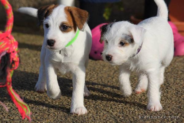 Magnifique chiot type jack russel