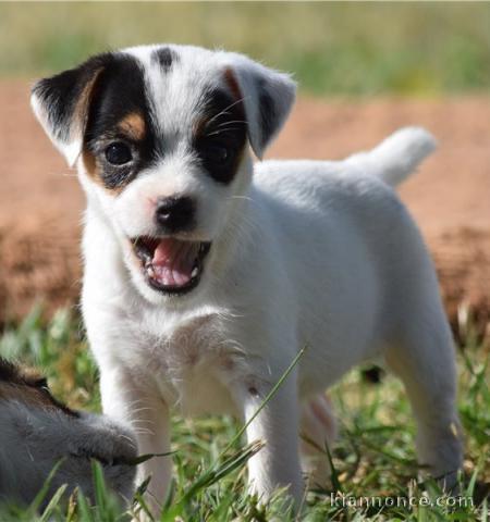 Magnifique chiot type jack russel