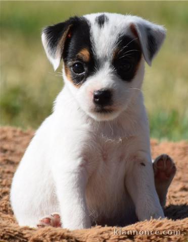 Adorable chiots carlin