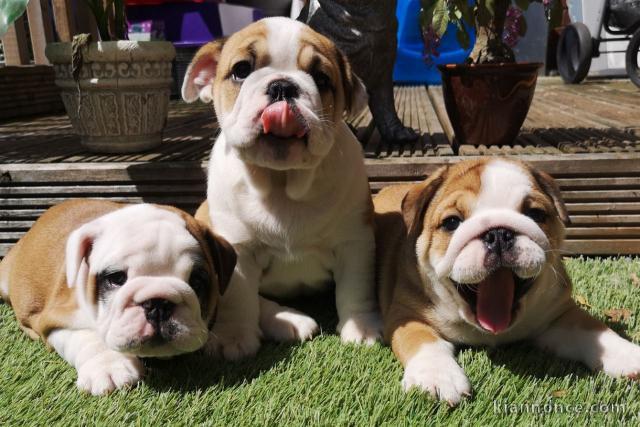 adorables petits chiots bulldog anglais