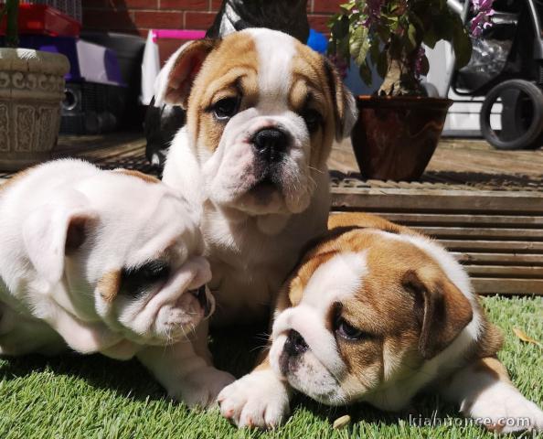 adorables petits chiots bulldog anglais