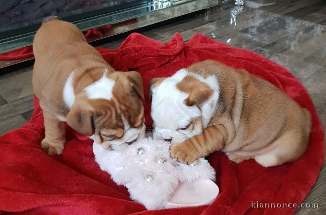 adorables petits chiots bulldog anglais