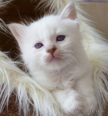 chatons sacres de birmanie 