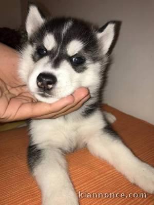 chiots Husky de siberien