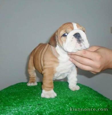 Superbe Bulldog anglais pedigree