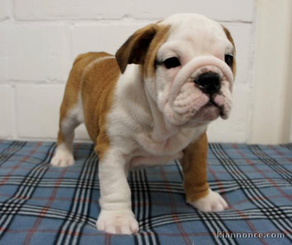 Superbe Bulldog anglais pedigree