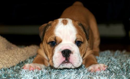 Superbe Bulldog anglais pedigree