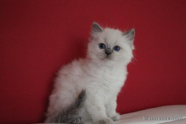 Je donne chatons ragdoll