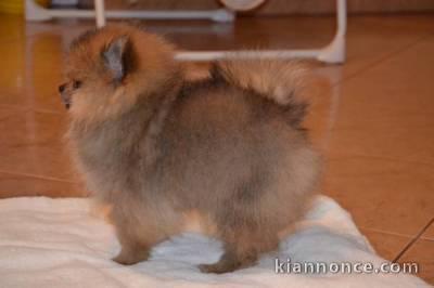 Je vous propose 2 adorable chiots spitz