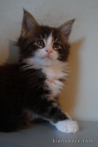 Cins chatons maine coon