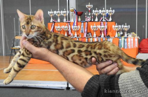 superbes chatons Bengal LOOF