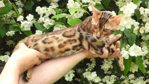 superbes chatons Bengal LOOF