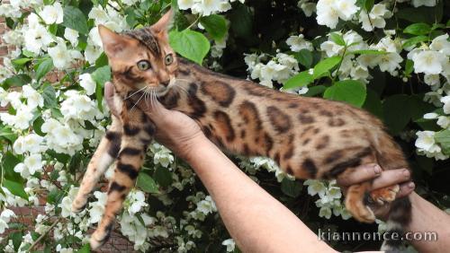 superbes chatons Bengal LOOF