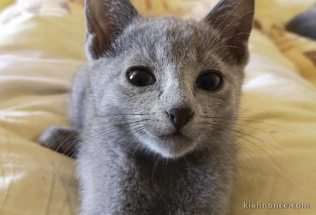 Chatons type Bleu Russe Disonible à donner