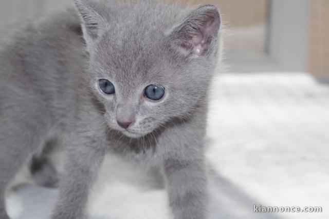 Chatons type Bleu Russe Disonible à donner