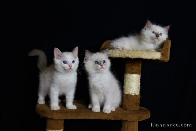 Je donne chatons ragdoll