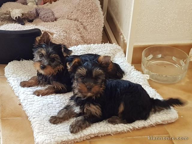 Adorables Chiots yorkshire terrier disponible pour adoption