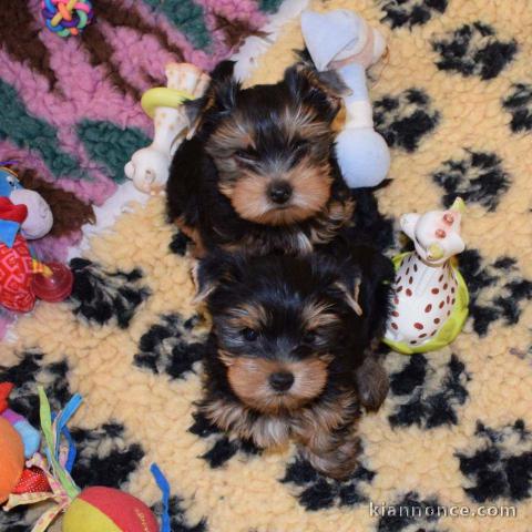 Chiots yorkshire terrier disponible pour adoption