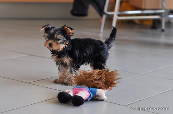 Adorables Chiots yorkshire terrier disponible pour adoption