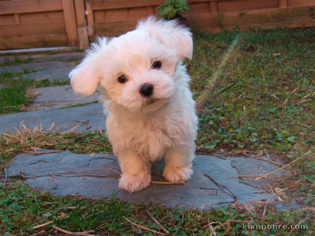 Chiot Bichon Maltais à donner