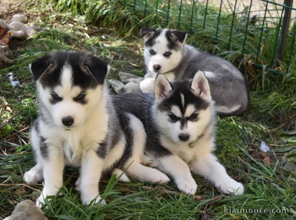 Donne chiots husky sibérien