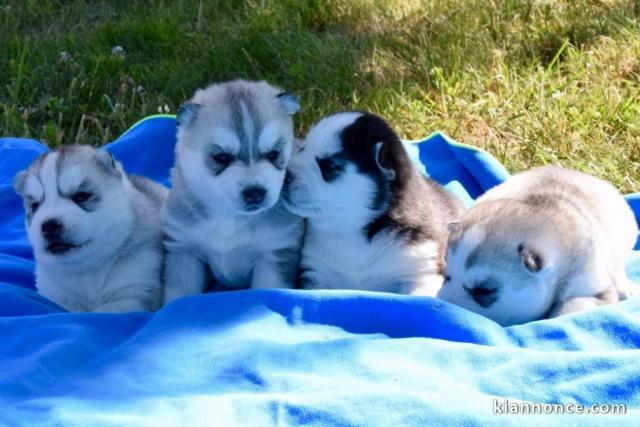 Superbes Chiots Siberian Husky Pure Race