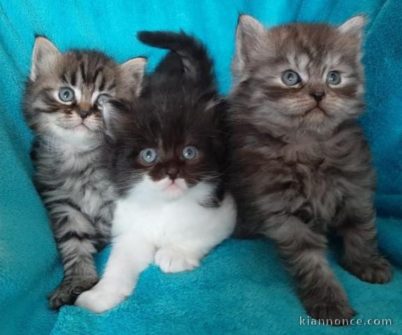 Magnifiques chatons longhair