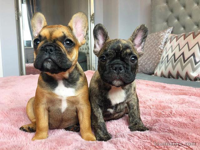 chiots BOULEDOGUE FRANÇAIS 