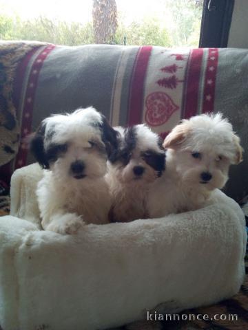 Superbes Chiots Bichon Havanais Pure Race Pedigree