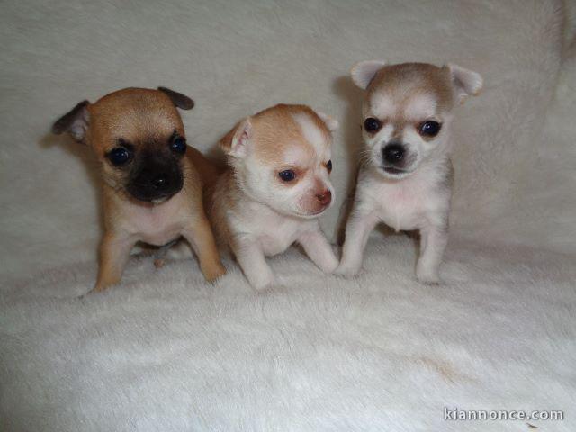 Superbes Chiots Chihuahua Pure Race Poils Courts Taille Standard