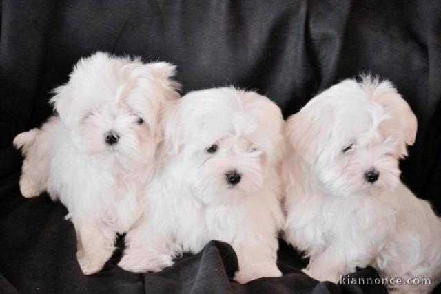 Adorables Chiots Bichon Maltais Pure Race