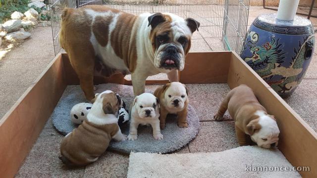 Magnifiques Chiots Bulldog Anglais